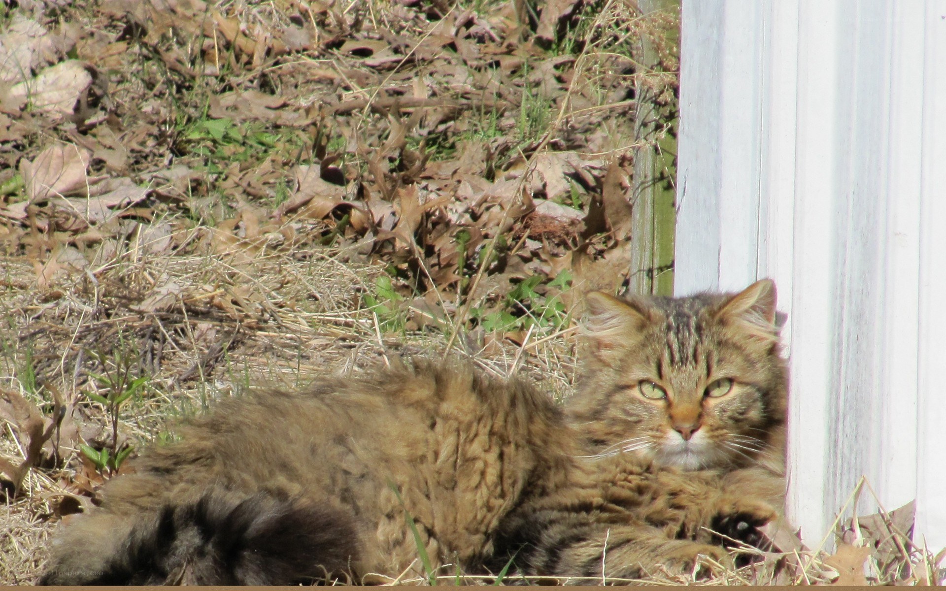 Tabby cat resting outside