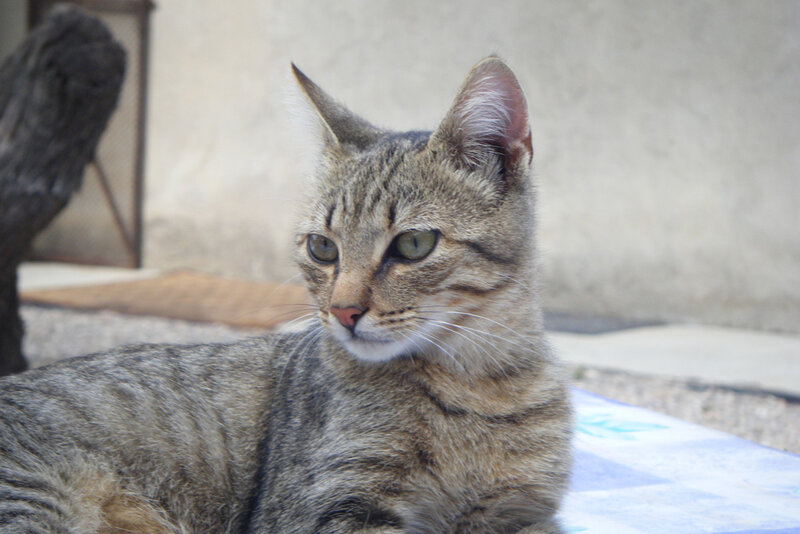 tabby cat resting outside