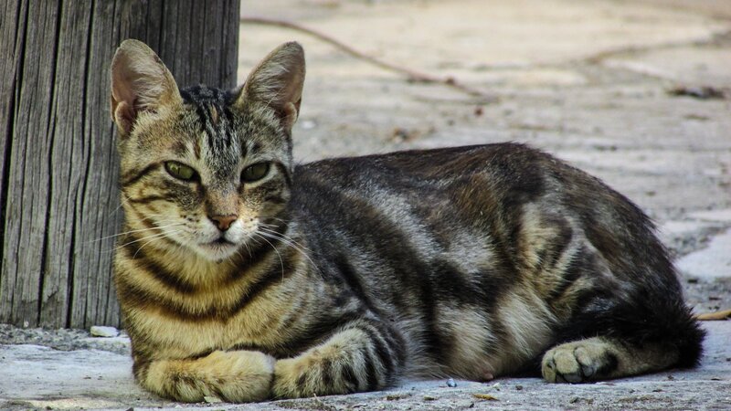 tabby cat resting outside