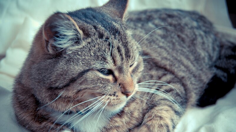 tabby cat resting peacefully