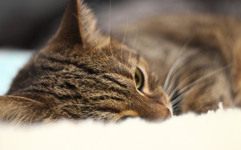 tabby cat resting