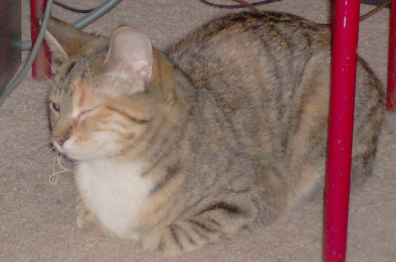 tabby cat resting under furniture