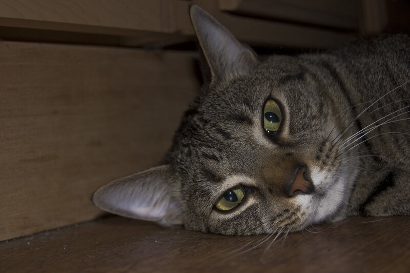 tabby cat resting under furniture