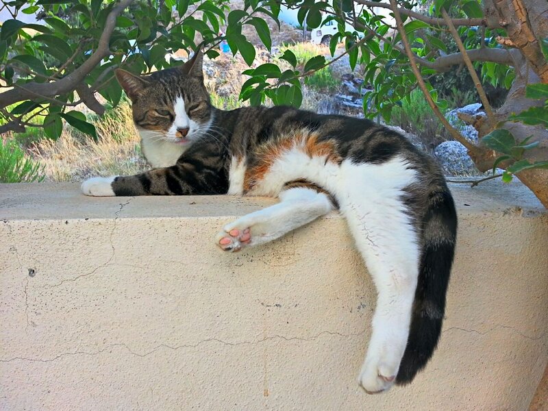 Tabby Cat Resting — White
