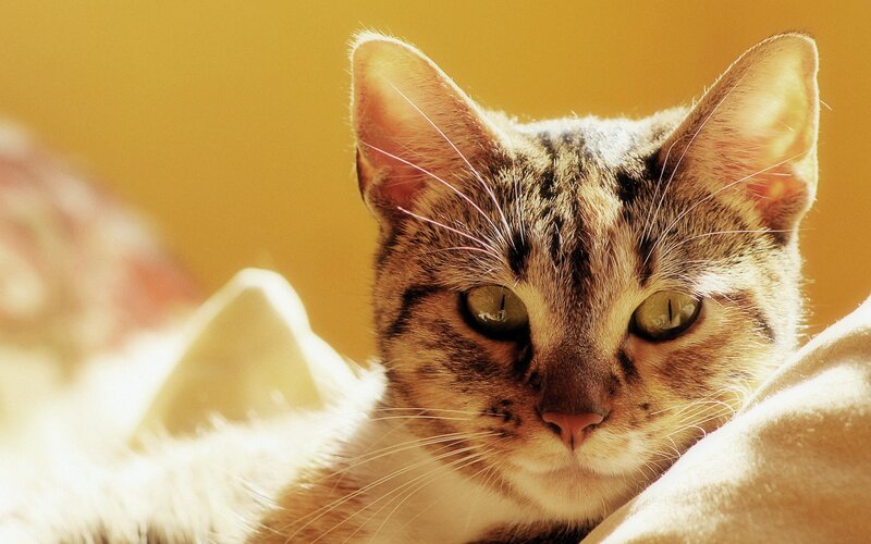 Tabby Cat Resting — Yellow