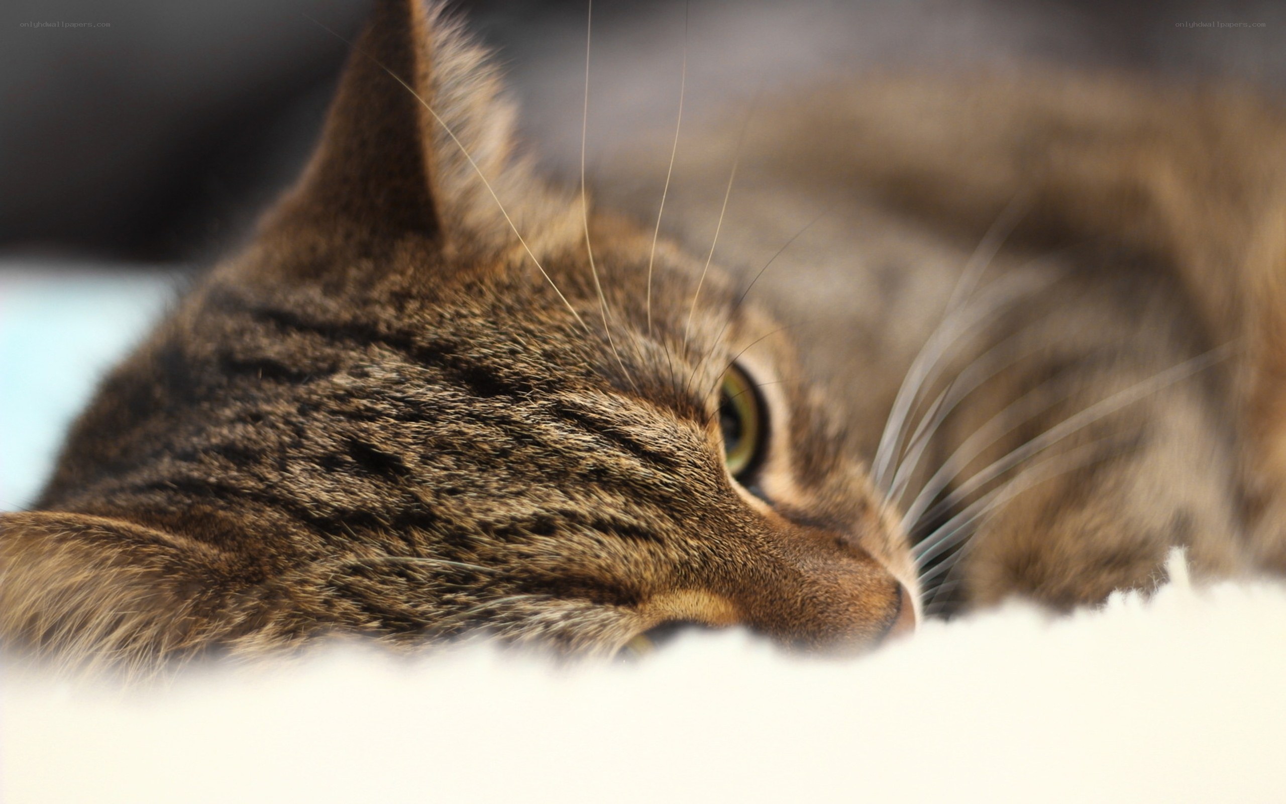 tabby cat resting