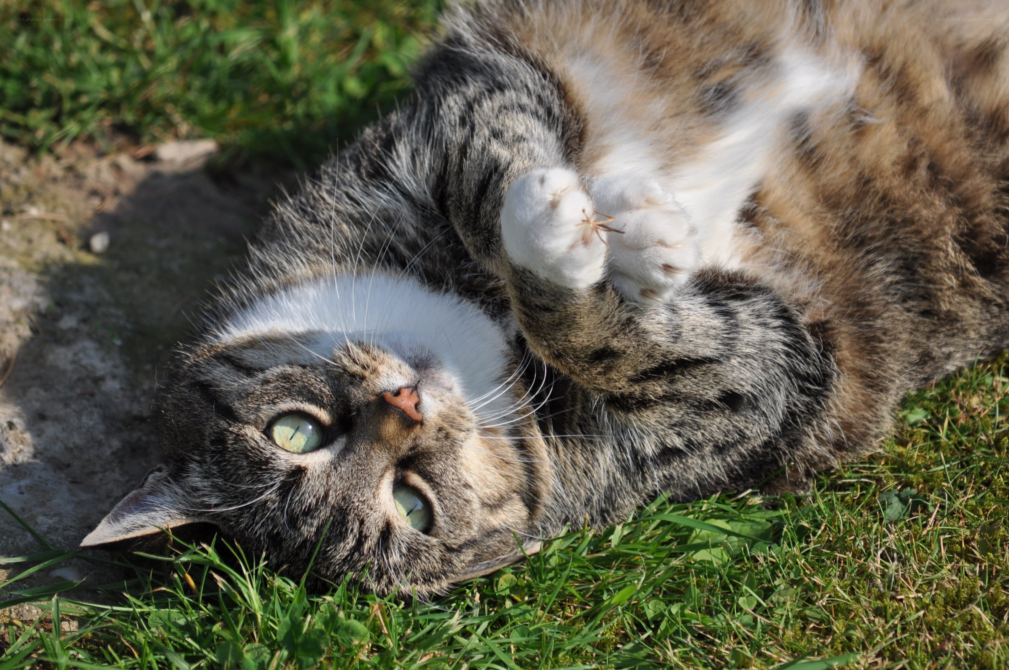 Tabby cat rolling on grass