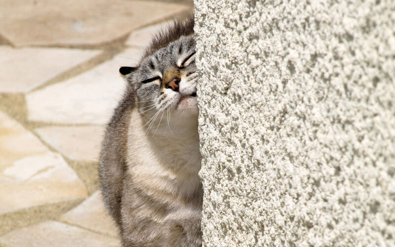 Tabby Cat Rubbing Wall