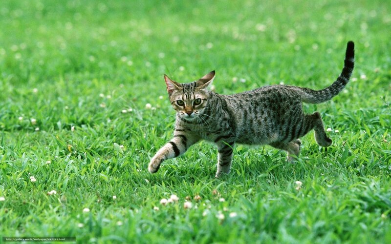 Tabby Cat Running — Green, Active