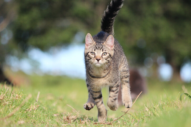 Tabby Cat Running — Green