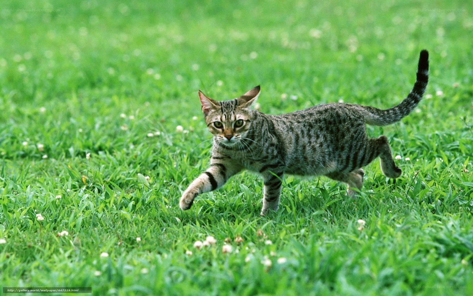 Tabby cat running in grass