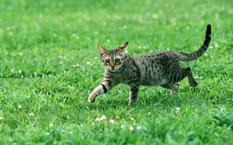 Tabby cat running in grass