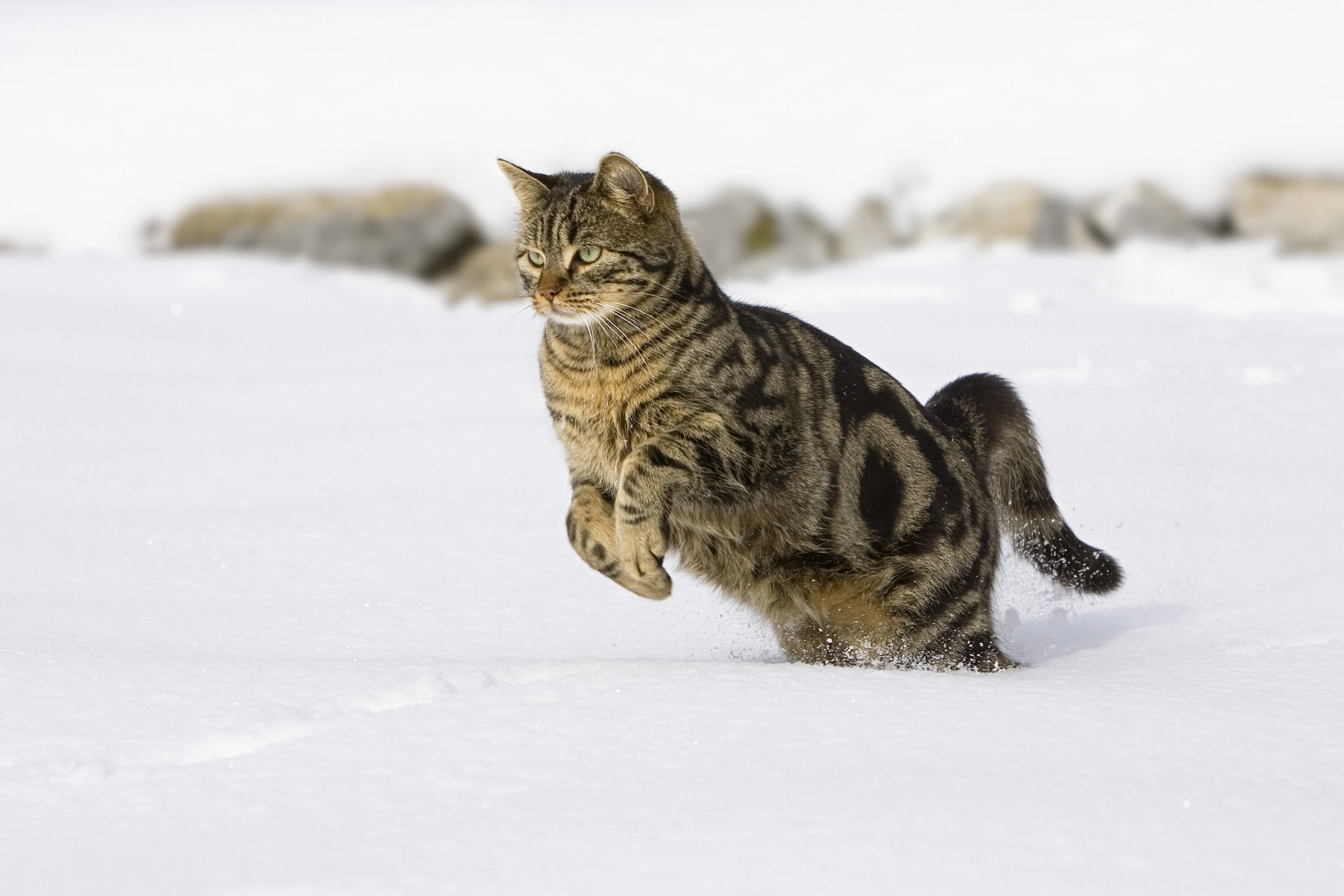 Tabby cat running in snow