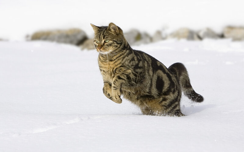 Tabby Cat Running in Snow — White, Active