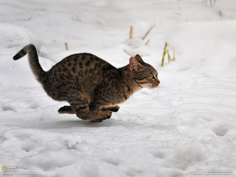 Tabby Cat Running in Snow — White, Active, Winter