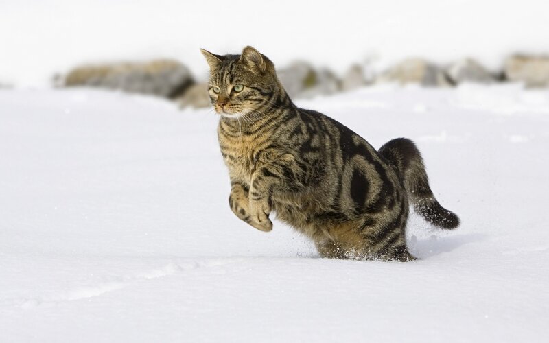 Tabby Cat Running in Snow — White