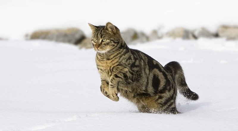 Tabby Cat Running — White