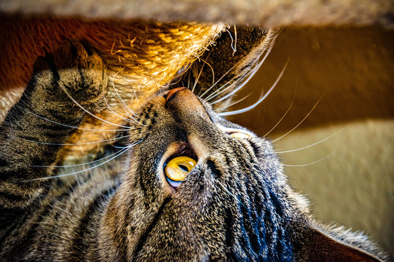 Tabby Cat Scratching — Brown