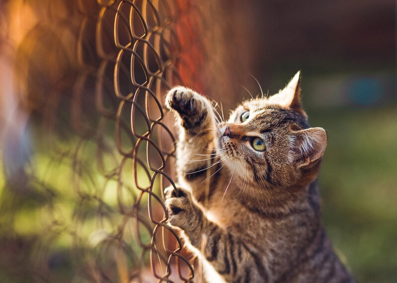 Tabby Cat Scratching Fence