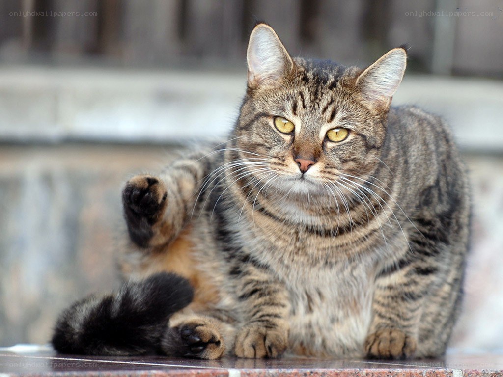 tabby cat scratching itself