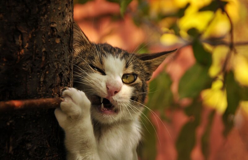 Tabby Cat Scratching Tree