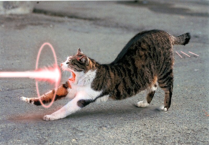 Tabby Cat Shooting Laser