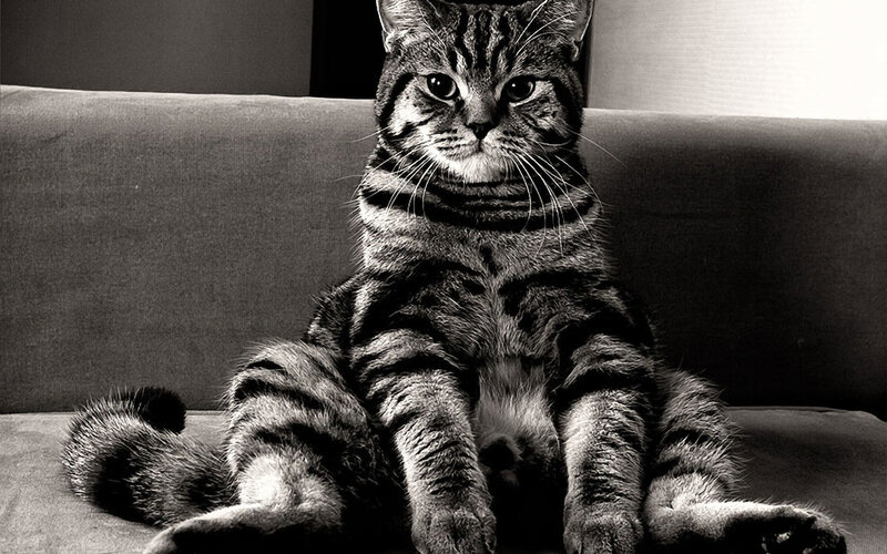 Tabby Cat Sitting — Black, Calm, Photograph, Couch