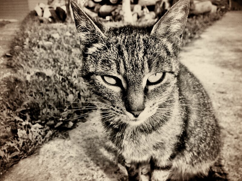 Tabby Cat Sitting — Black, Calm, Photograph, Grass