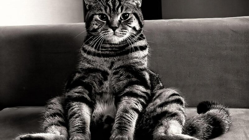Tabby Cat Sitting — Black, Calm, Photograph