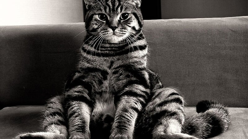 Tabby Cat Sitting — Black, Calm