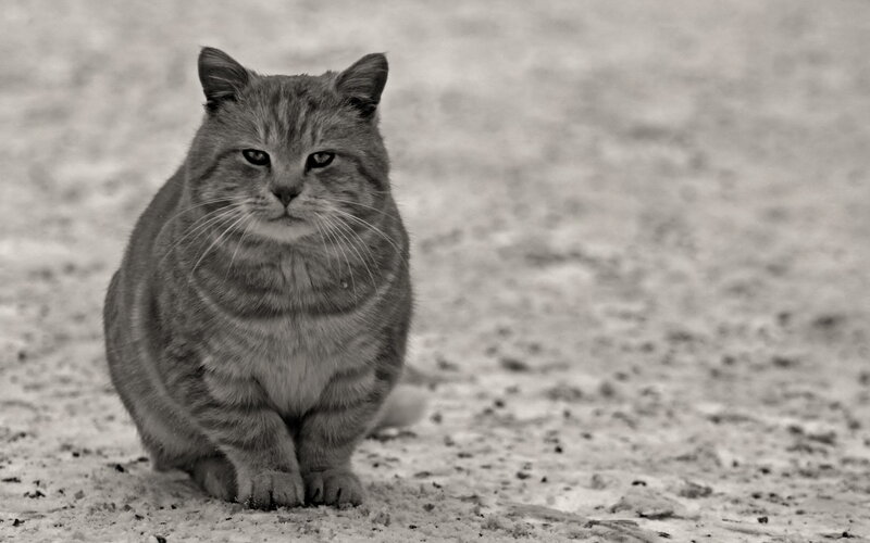 Tabby Cat Sitting — Black, Neutral