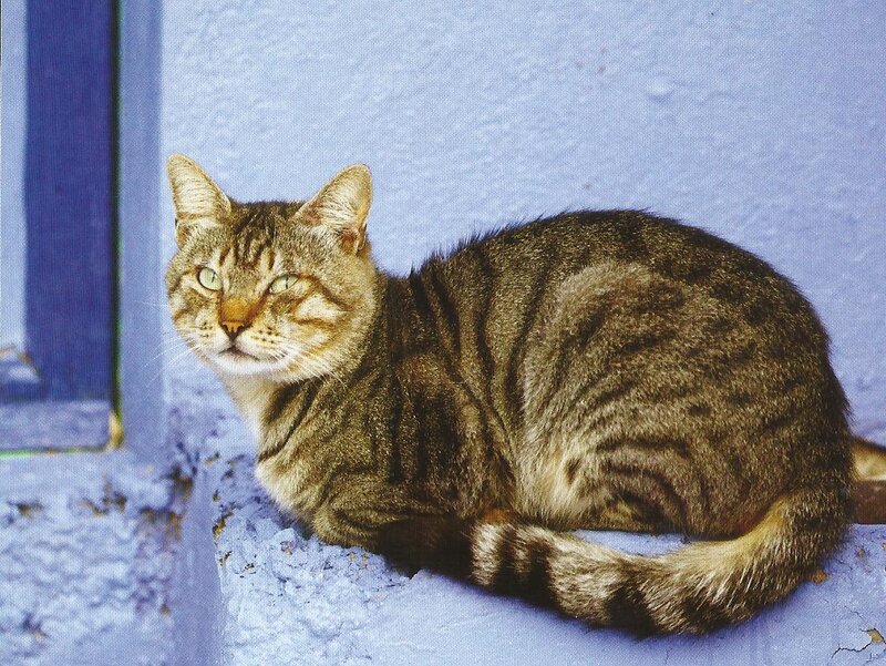 Tabby Cat Sitting — Blue, Calm