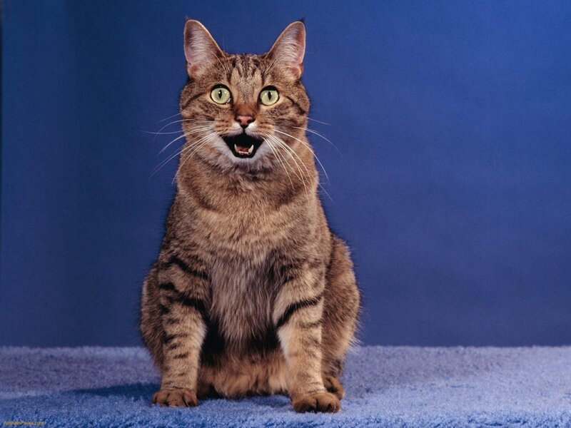 Tabby Cat Sitting — Blue, Neutral, Photograph