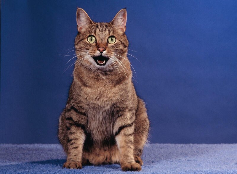 Tabby Cat Sitting — Blue, Neutral