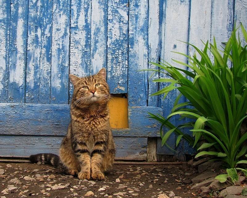 Tabby Cat Sitting — Blue
