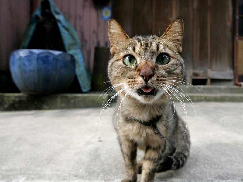Tabby Cat Sitting — Brown, Alert, Photograph