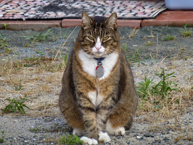 Tabby Cat Sitting — Brown, Calm, Afternoon, Photograph, Collar