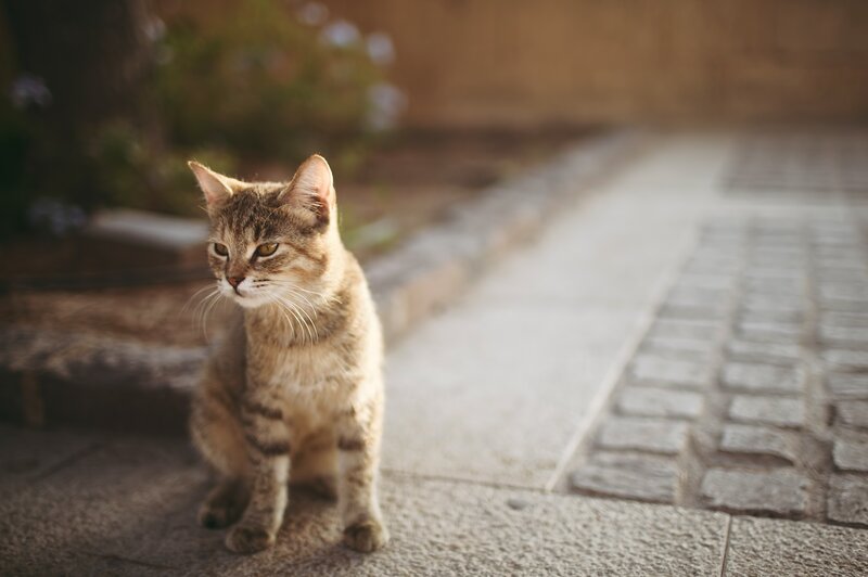 Tabby Cat Sitting — Brown, Calm, Afternoon, Photograph, Pavement, Plants, Gray