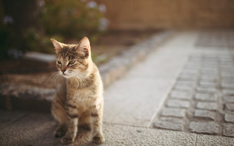 Tabby Cat Sitting — Brown, Calm, Afternoon, Photograph, Pavement