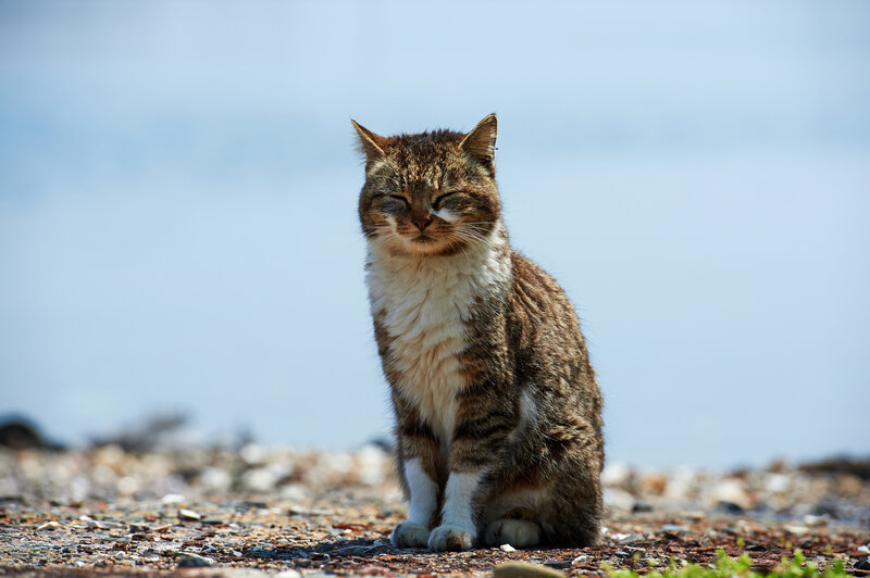 Tabby Cat Sitting — Brown, Calm, Afternoon, Photograph