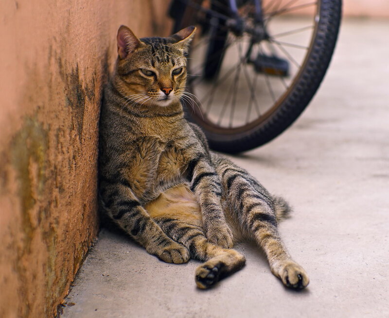 Tabby Cat Sitting — Brown, Calm, Afternoon, Photograph, Wall