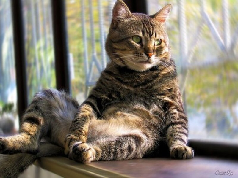Tabby Cat Sitting — Brown, Calm, Afternoon, Photograph, Window