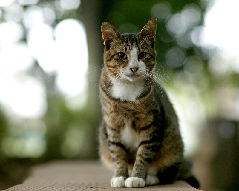 Tabby Cat Sitting — Brown, Calm, Afternoon