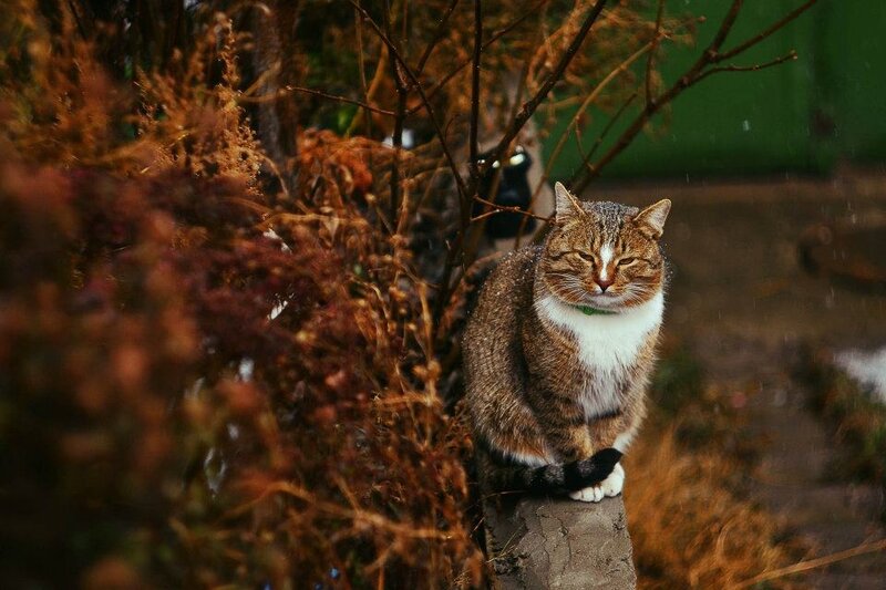 Tabby Cat Sitting — Brown, Calm, Autumn