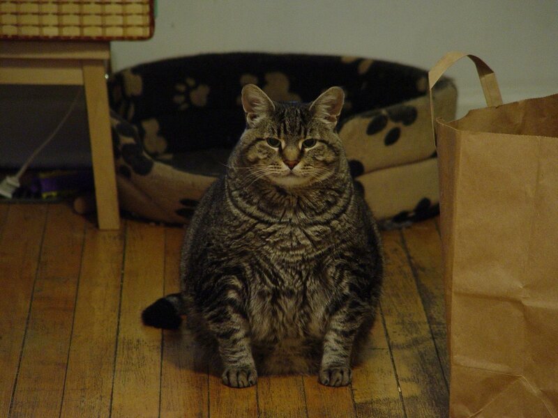 Tabby Cat Sitting — Brown, Calm, Night