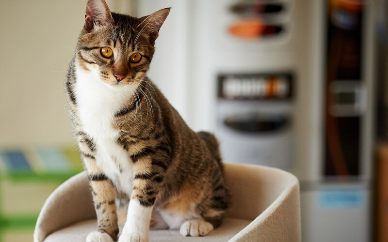 Tabby Cat Sitting — Brown, Calm, Photograph, Cat Bed