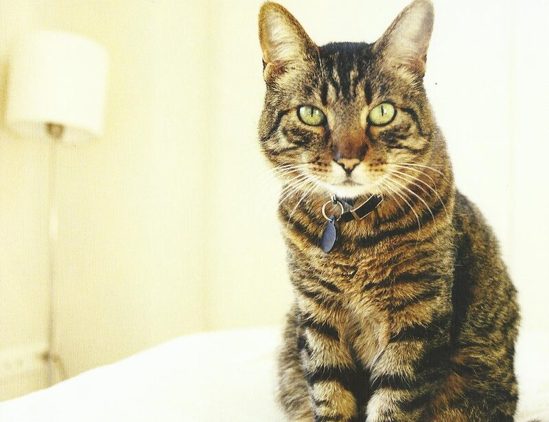 Tabby Cat Sitting — Brown, Calm, Photograph, Collar