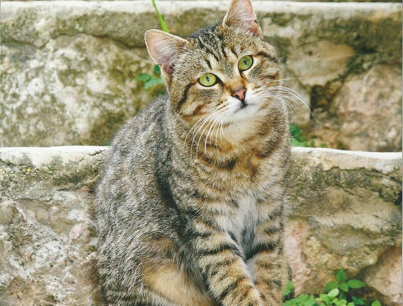 Tabby Cat Sitting — Brown, Calm, Photograph, Stone Wall