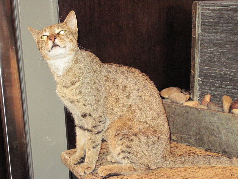 Tabby Cat Sitting — Brown, Calm, Photograph