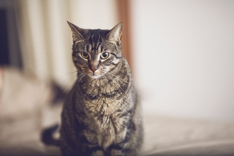 Tabby Cat Sitting — Brown, Calm, Photograph, Whiskers